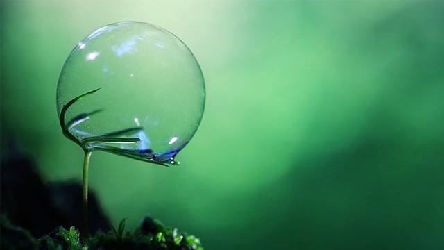 plant_with_bubble_640x360.jpg