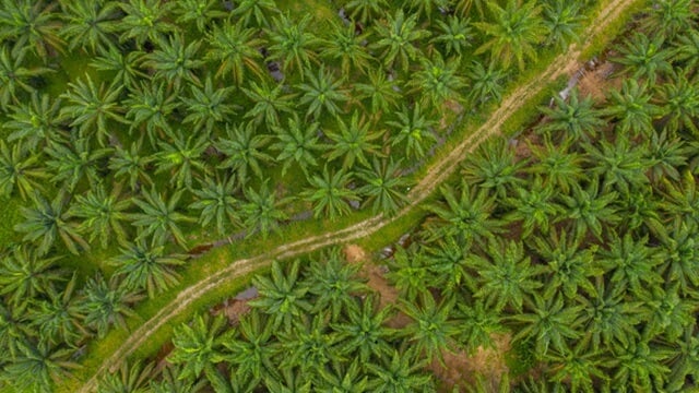 palm-oil-plantation-aerial-view.jpeg